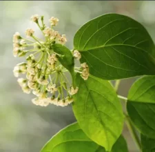 Gymnema Sylvestre