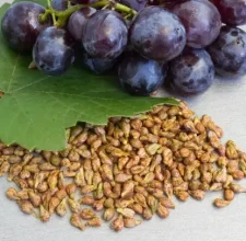 Grape Seed Extract